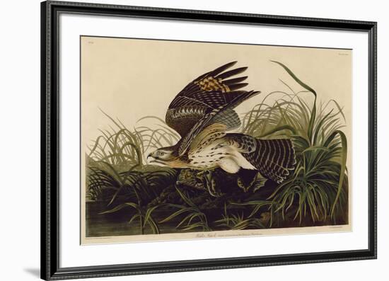 Winter Hawk-John James Audubon-Framed Giclee Print