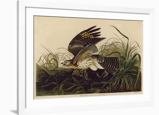 Winter Hawk-John James Audubon-Framed Giclee Print