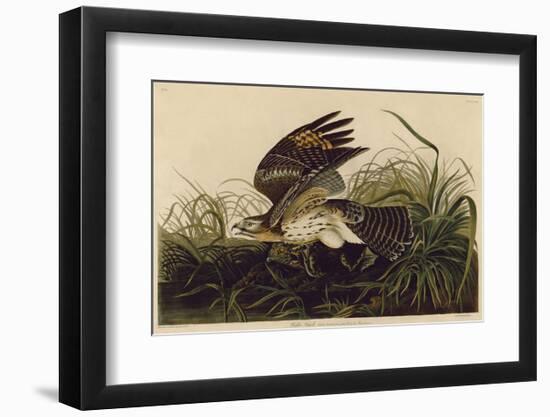 Winter Hawk-John James Audubon-Framed Art Print