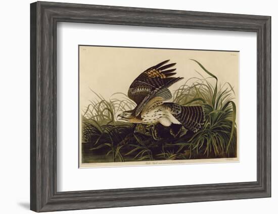 Winter Hawk-John James Audubon-Framed Art Print