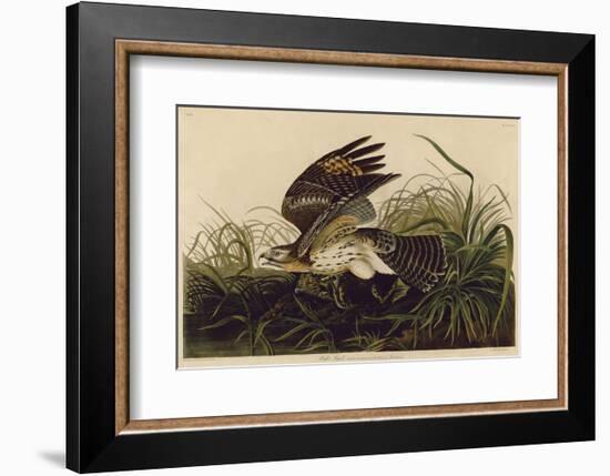 Winter Hawk-John James Audubon-Framed Art Print