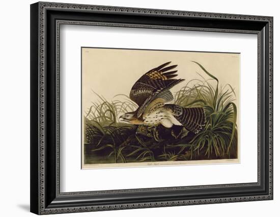 Winter Hawk-John James Audubon-Framed Art Print