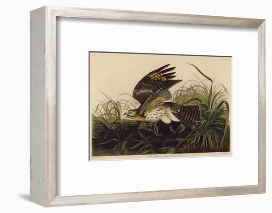 Winter Hawk-John James Audubon-Framed Art Print