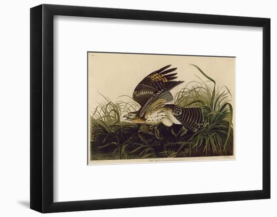 Winter Hawk-John James Audubon-Framed Art Print