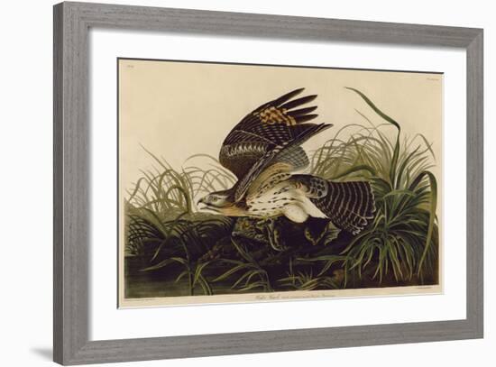 Winter Hawk-John James Audubon-Framed Art Print