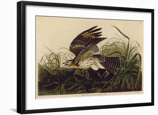 Winter Hawk-John James Audubon-Framed Art Print