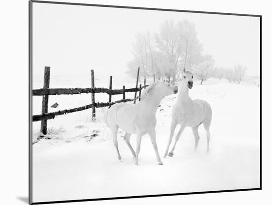 Winter Horses-Ata Alishahi-Mounted Giclee Print