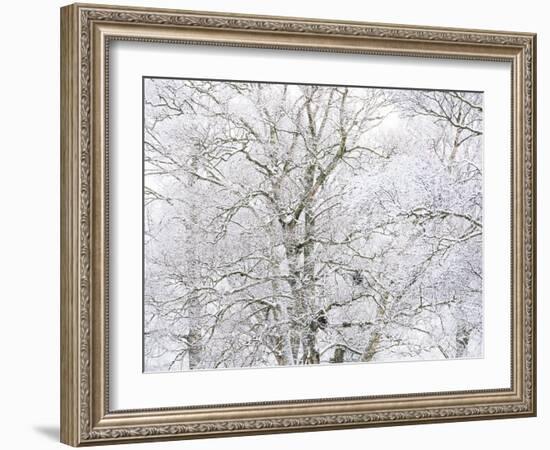 Winter Hush I-Doug Chinnery-Framed Photographic Print