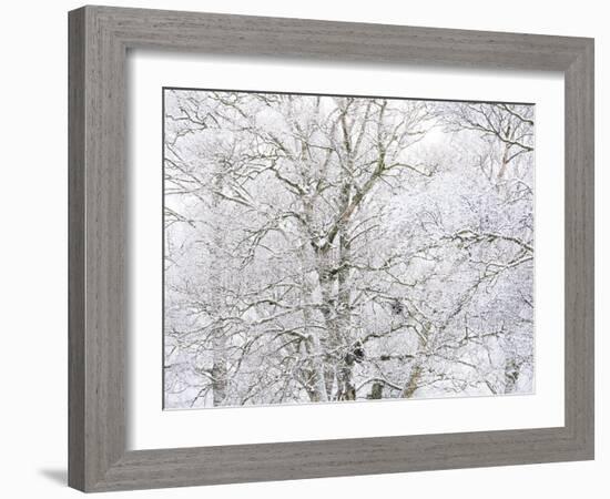 Winter Hush I-Doug Chinnery-Framed Photographic Print