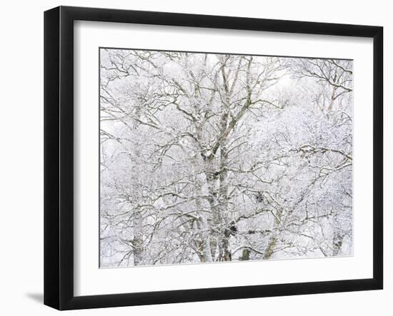 Winter Hush I-Doug Chinnery-Framed Photographic Print