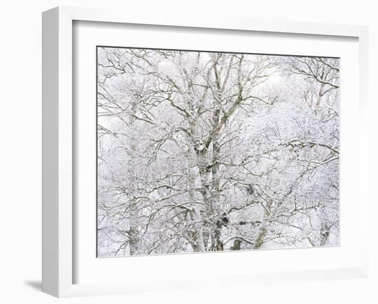 Winter Hush I-Doug Chinnery-Framed Photographic Print