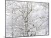 Winter Hush I-Doug Chinnery-Mounted Photographic Print