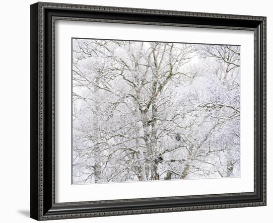 Winter Hush I-Doug Chinnery-Framed Photographic Print