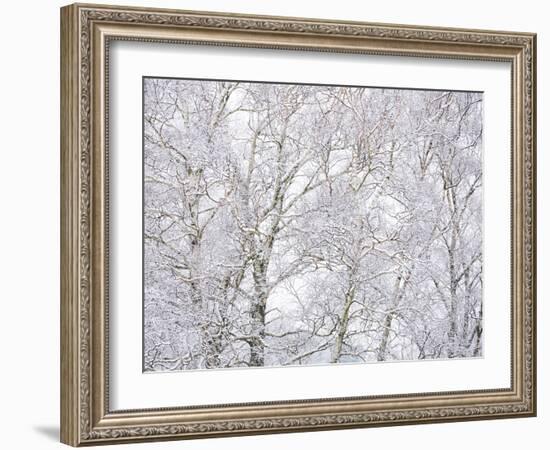 Winter Hush II-Doug Chinnery-Framed Photographic Print