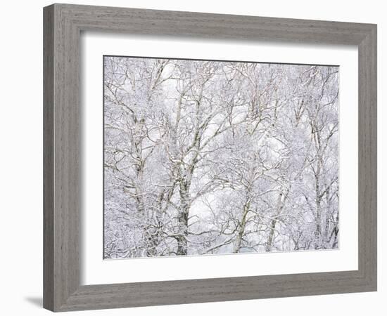 Winter Hush II-Doug Chinnery-Framed Photographic Print