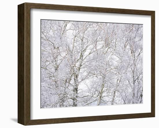 Winter Hush II-Doug Chinnery-Framed Photographic Print