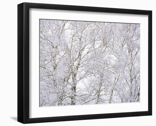 Winter Hush II-Doug Chinnery-Framed Photographic Print