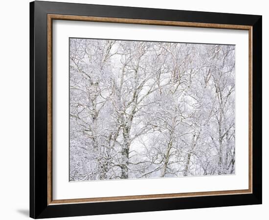Winter Hush II-Doug Chinnery-Framed Photographic Print