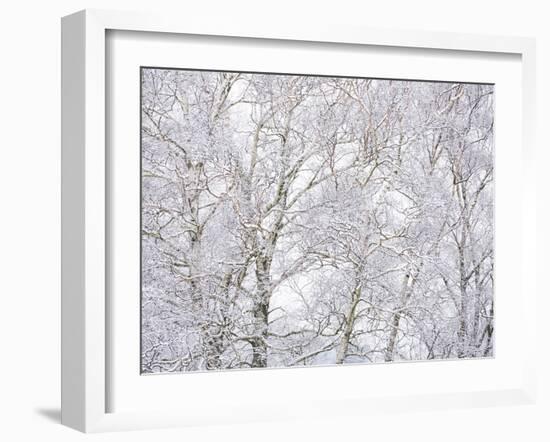 Winter Hush II-Doug Chinnery-Framed Photographic Print