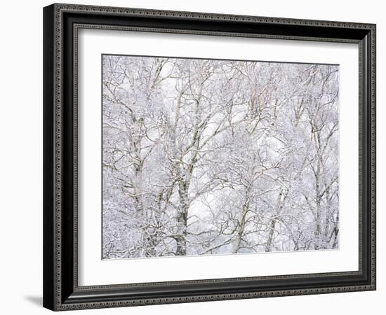 Winter Hush II-Doug Chinnery-Framed Photographic Print
