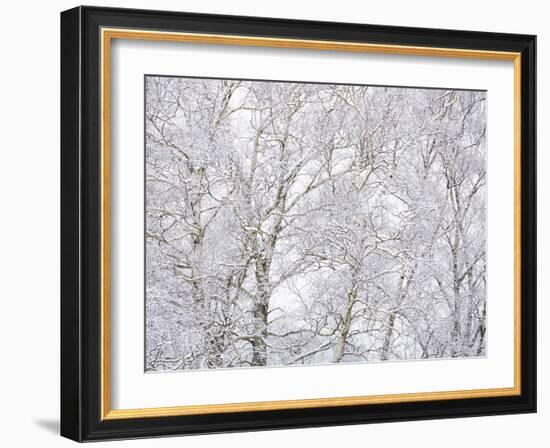 Winter Hush II-Doug Chinnery-Framed Photographic Print