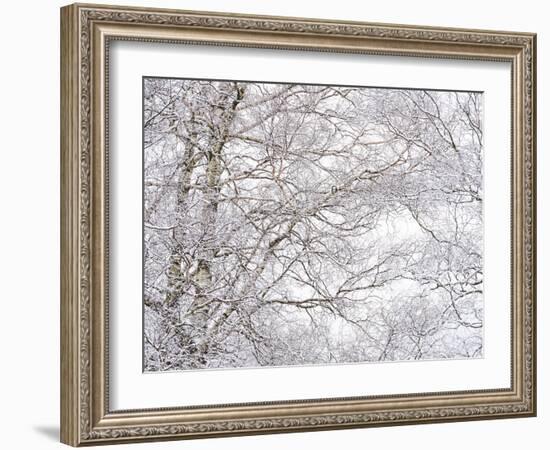 Winter Hush III-Doug Chinnery-Framed Photographic Print