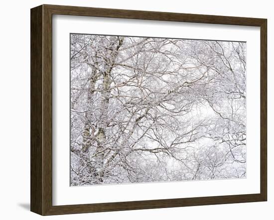 Winter Hush III-Doug Chinnery-Framed Photographic Print