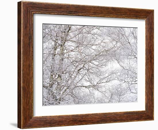 Winter Hush III-Doug Chinnery-Framed Photographic Print