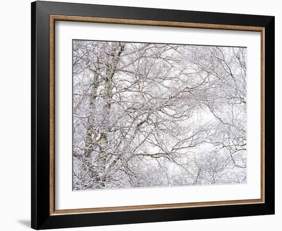 Winter Hush III-Doug Chinnery-Framed Photographic Print