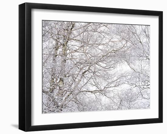 Winter Hush III-Doug Chinnery-Framed Photographic Print