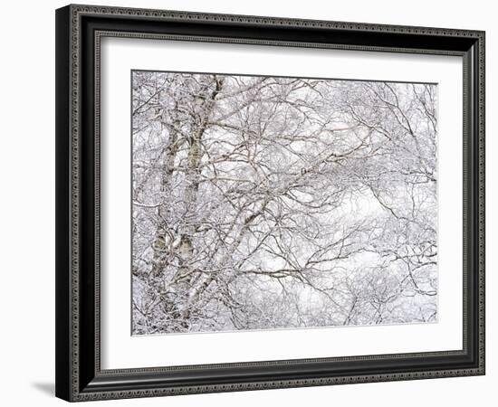 Winter Hush III-Doug Chinnery-Framed Photographic Print