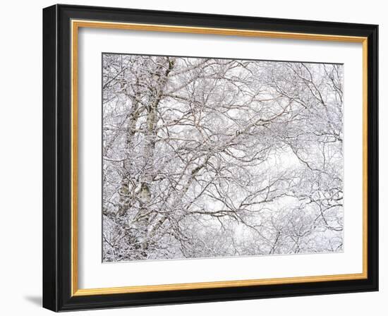 Winter Hush III-Doug Chinnery-Framed Photographic Print