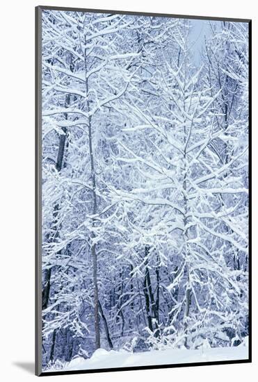 Winter in a park, Indianapolis, Indiana, ISA-Anna Miller-Mounted Photographic Print