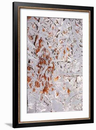 Winter in Eagle Creek Park, Indianapolis, Indiana, USA-Anna Miller-Framed Photographic Print