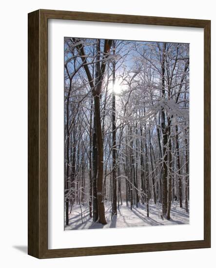 Winter in Eagle Creek Park, Indianapolis, Indiana, USA-Anna Miller-Framed Photographic Print