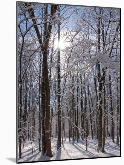 Winter in Eagle Creek Park, Indianapolis, Indiana, USA-Anna Miller-Mounted Photographic Print