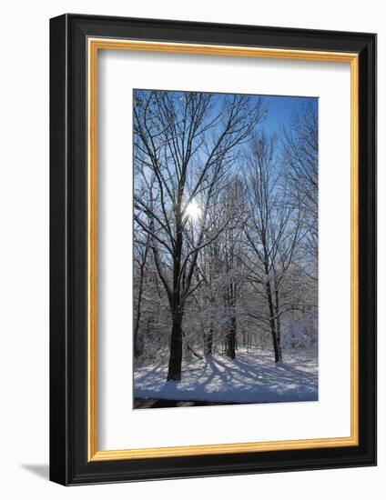 Winter in Eagle Creek Park, Indianapolis, Indiana, USA-Anna Miller-Framed Photographic Print