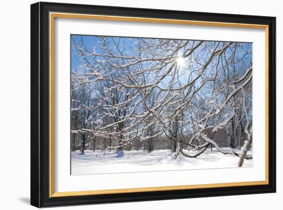 Winter in Eagle Creek Park, Indianapolis, Indiana, USA-Anna Miller-Framed Photographic Print