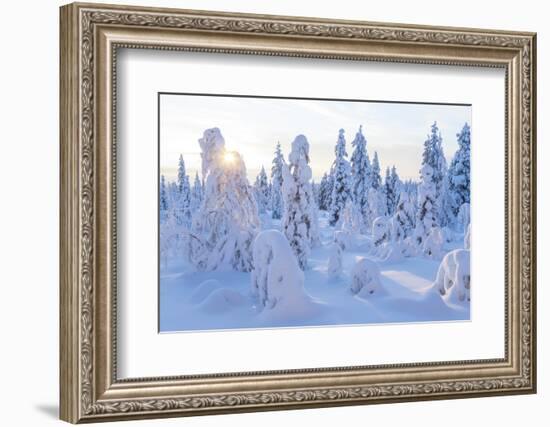 Winter in Riisitunturi National Park, Lapland, Finland-Peter Adams-Framed Photographic Print