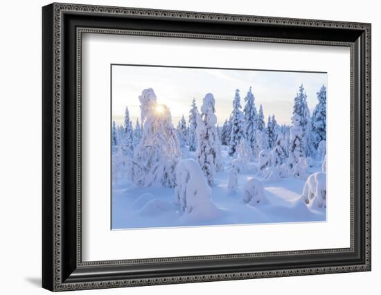 Winter in Riisitunturi National Park, Lapland, Finland-Peter Adams-Framed Photographic Print