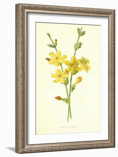 Winter Jasmine-Frederick Edward Hulme-Framed Giclee Print