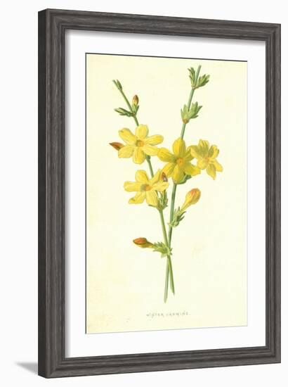 Winter Jasmine-Frederick Edward Hulme-Framed Giclee Print