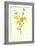 Winter Jasmine-Frederick Edward Hulme-Framed Giclee Print