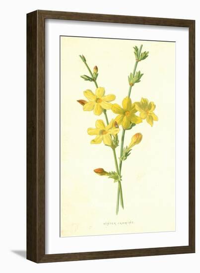 Winter Jasmine-Frederick Edward Hulme-Framed Giclee Print