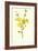 Winter Jasmine-Frederick Edward Hulme-Framed Giclee Print