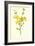 Winter Jasmine-Frederick Edward Hulme-Framed Giclee Print