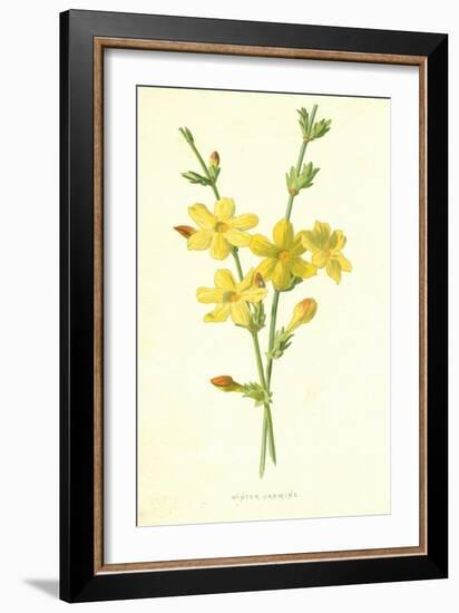 Winter Jasmine-Frederick Edward Hulme-Framed Giclee Print