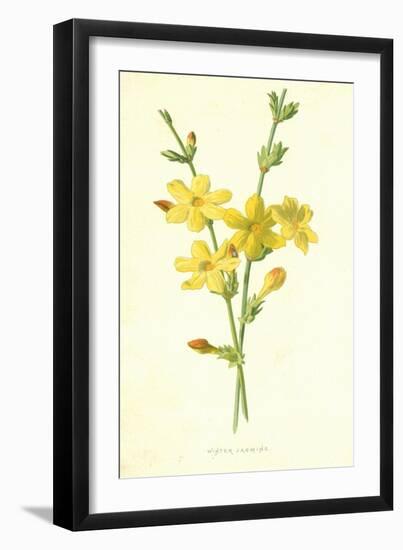 Winter Jasmine-Frederick Edward Hulme-Framed Giclee Print