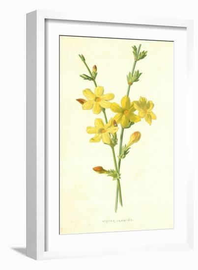 Winter Jasmine-Frederick Edward Hulme-Framed Giclee Print