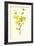 Winter Jasmine-Frederick Edward Hulme-Framed Giclee Print